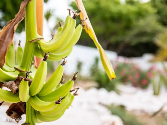 Villa B08 huren in Curaçao, Banda Ariba (oost), Vista Royal - villa De bananen groeien in de tuin