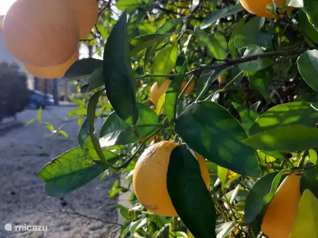Entrecolinas | Portugal, Algarve, Paderne - villa Notre orangeraie