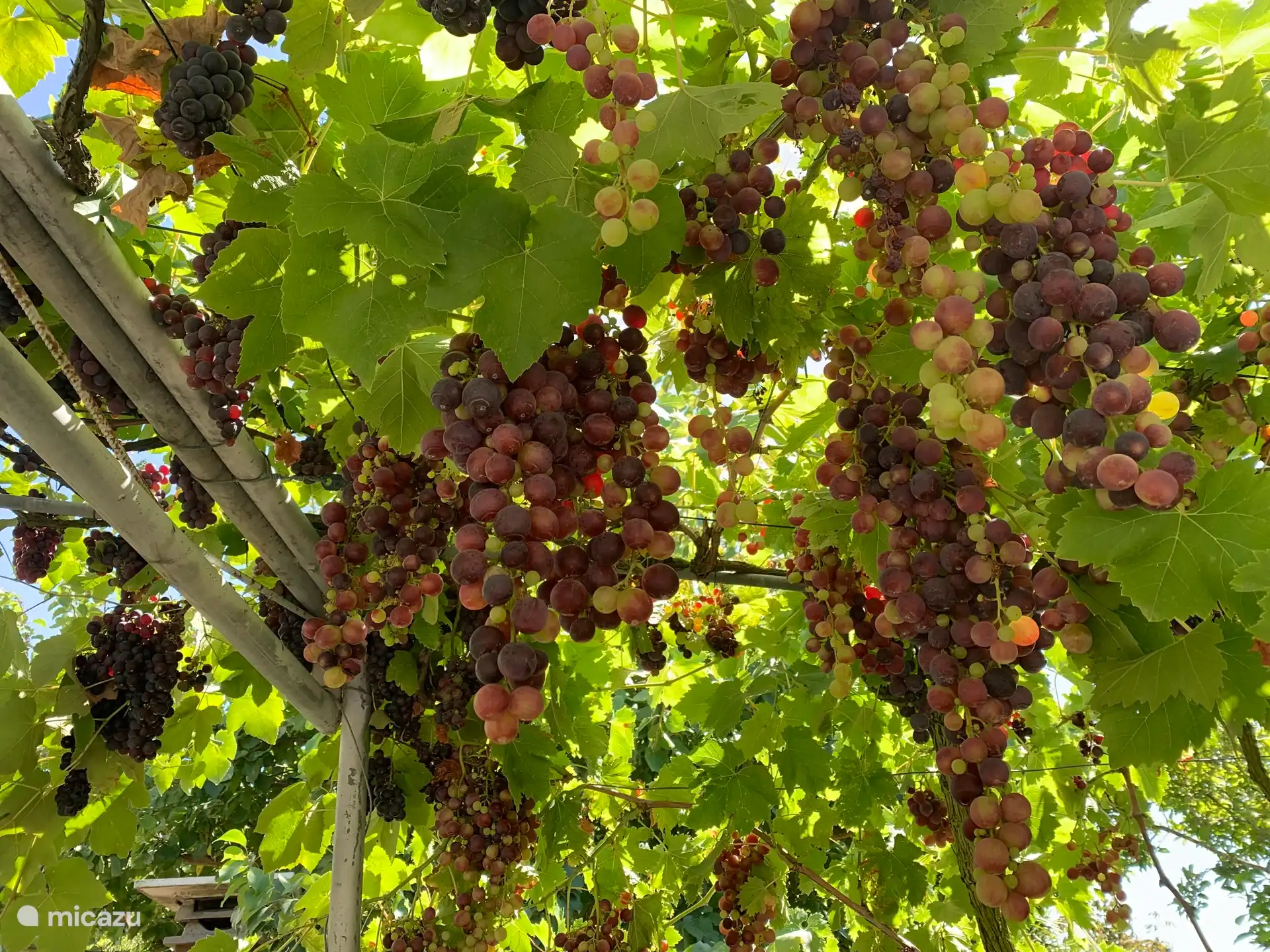 Augustus / September druiven oogst. Er zijn verschillende soorten. 