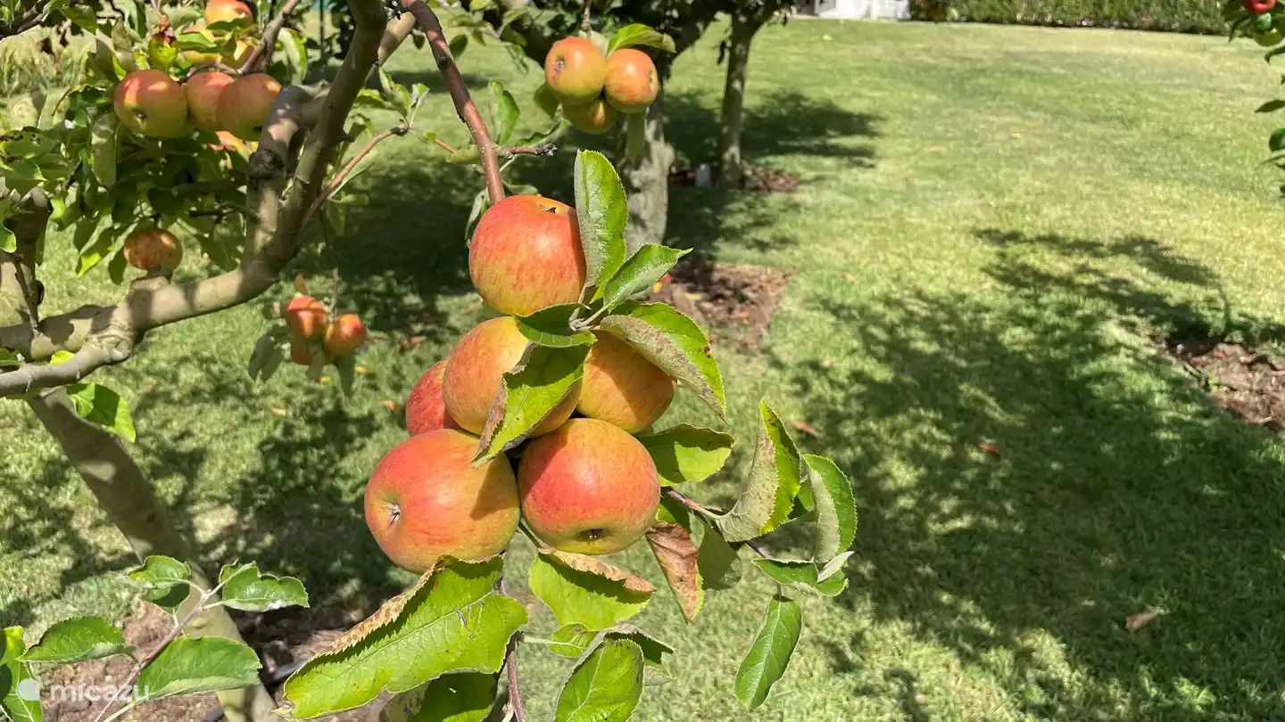 Our hobby is growing our own fruit.