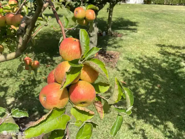 Casa Leo Mar | Portugal, Costa de Prata, Santa Catarina CLD - bungalow Notre passe-temps est de cultiver nos propres fruits.
