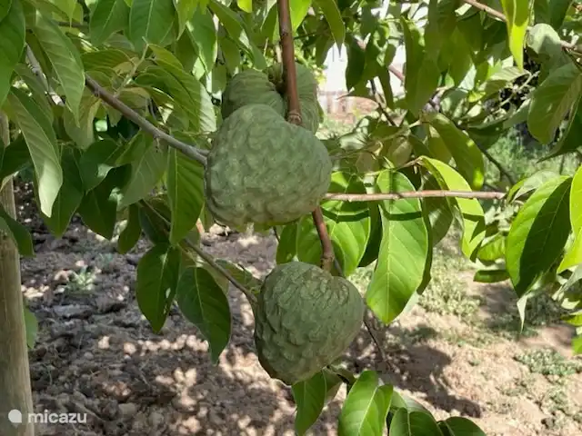 Casa Leo Mar | Portugal, Costa de Prata, Santa Catarina CLD - bungalow Pour beaucoup, un fruit inconnu est la pomme douce ou Annona Squamish.