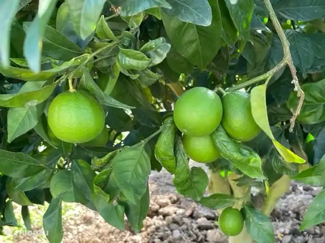 Lima's delicious with drinks/water and salads.