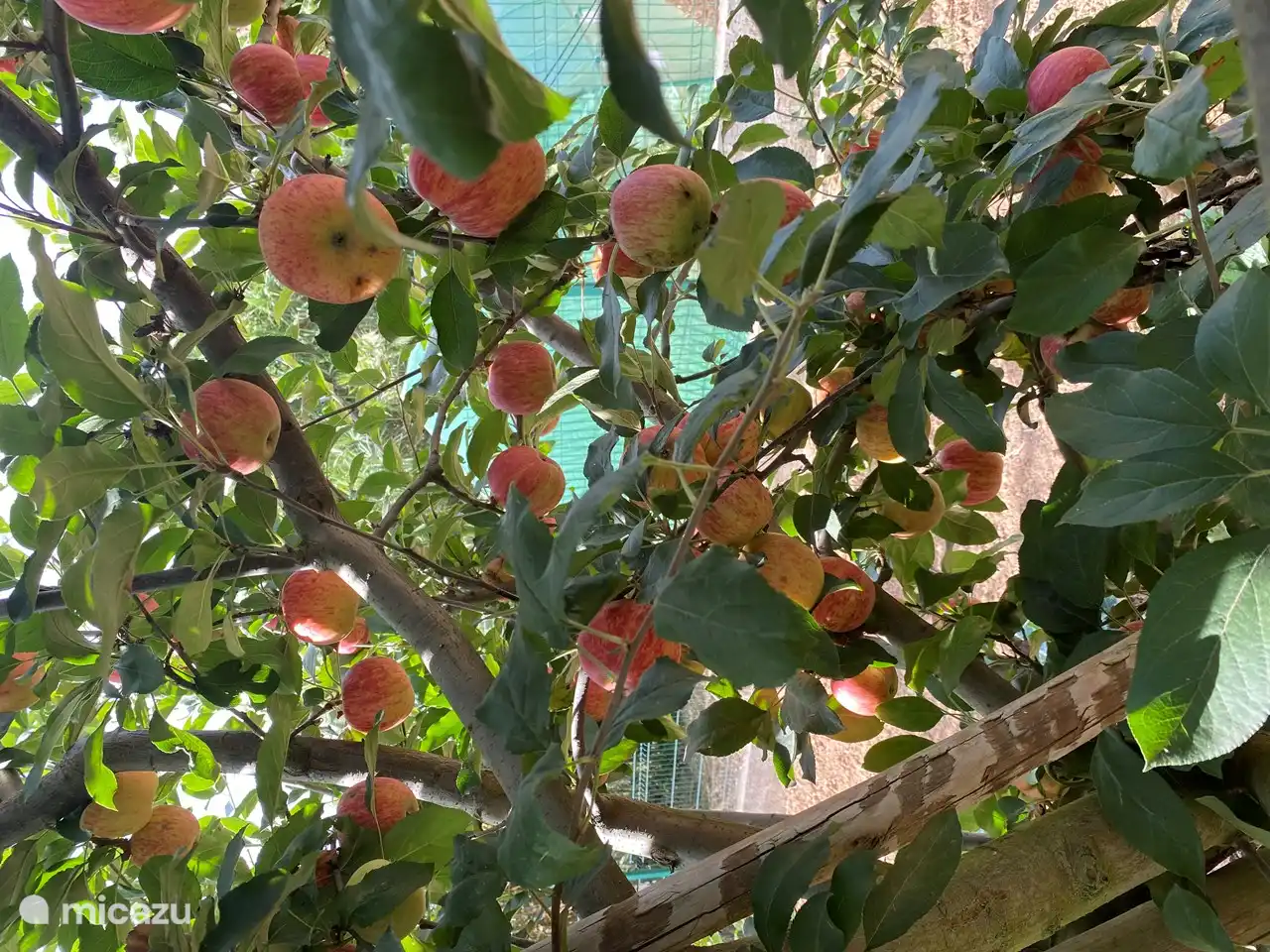 Every year we enjoy our own fruit.
Depending on the harvest, we also give to our guests