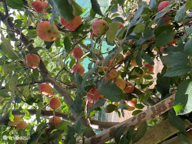 Casa Leo Mar | Portugal, Costa de Prata, Santa Catarina CLD - bungalow Chaque année, nous dégustons nos propres fruits.
En fonction de la récolte, nous donnons également à nos hôtes