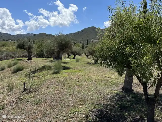 Casa Los Olivos Vista - Chambre Farga | Espagne, Costa Cálida, Aguilas - chambres d'hôtes Nos vieux oliviers, merveilleux à parcourir.