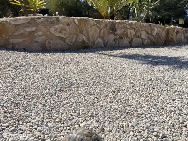 Casa Los Olivos Vista - Chambre Farga | Espagne, Costa Cálida, Aguilas - chambres d'hôtes Les tortues sont communes sur notre propriété.