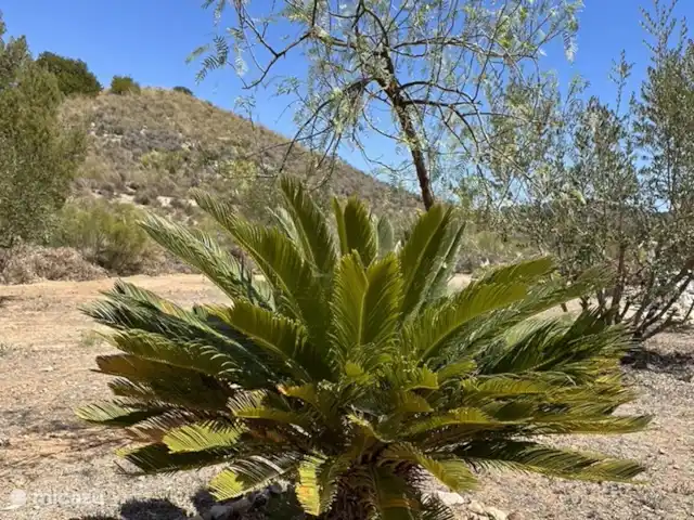 Casa Los Olivos Vista - Chambre Farga | Espagne, Costa Cálida, Aguilas - chambres d'hôtes Nous avons des palmiers sur la propriété, grands et petits.