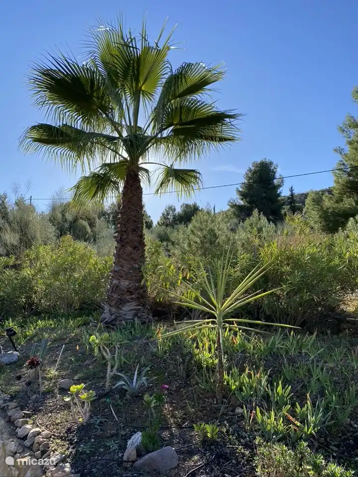 Unsere große Palme.