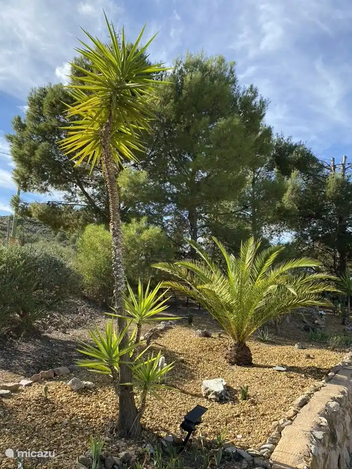 Palmen im Zen-Garten.