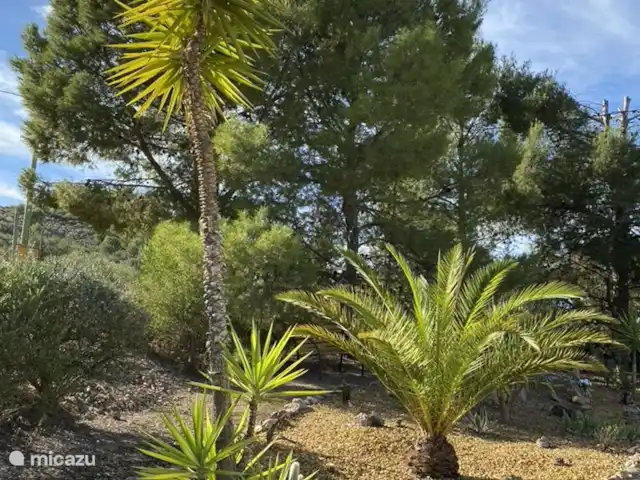 Casa Los Olivos Vista - Chambre Farga | Espagne, Costa Cálida, Aguilas - chambres d'hôtes Palmiers dans le jardin 'Zen'.