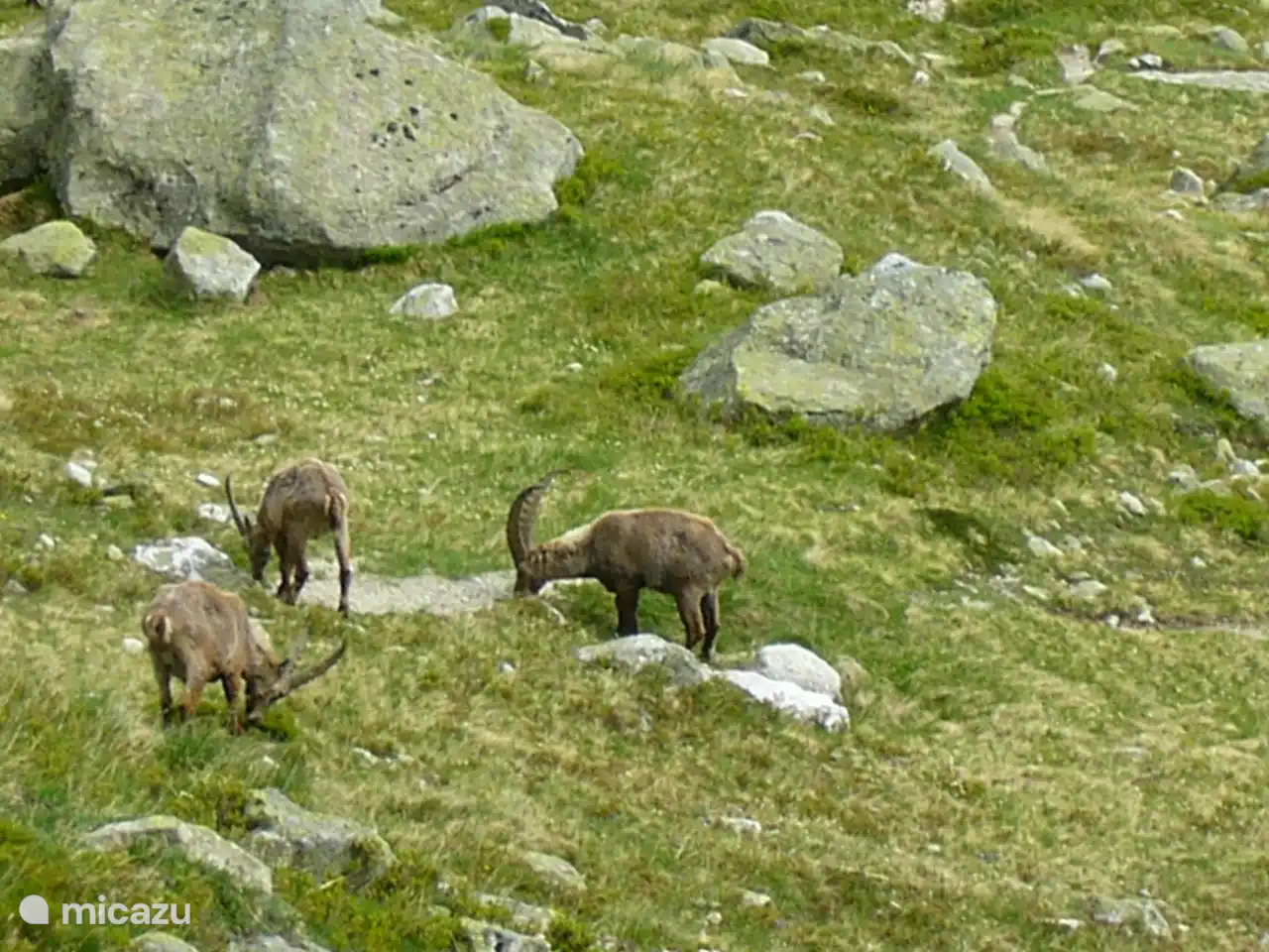 Gämsen, Füchse, Dachse, Marder, Wiesel und Steinadler bewohnen das Tal von Vertosan, diese natürliche Umgebung, reich und noch intakt.