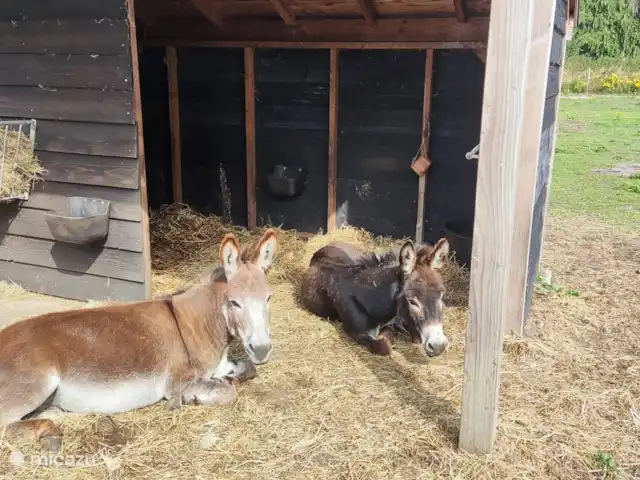 La Ferme Blanche | Pays-Bas, Drenthe, Drouwenermond - ferme Pieter et Jeroen