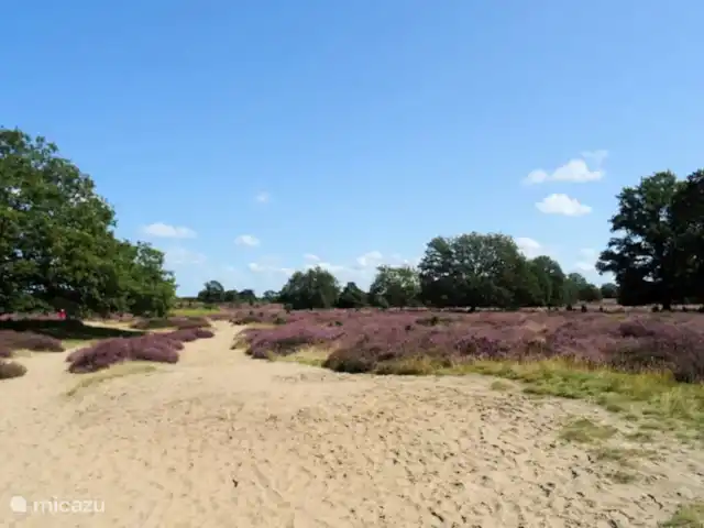 La Ferme Blanche | Pays-Bas, Drenthe, Drouwenermond - ferme à proximité à pied Drouwenerzand