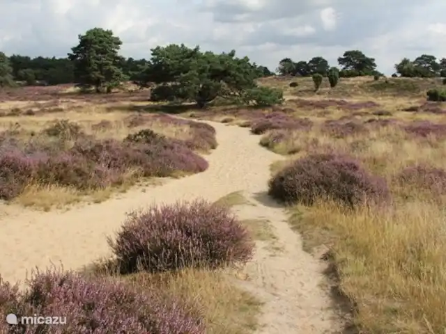 La Ferme Blanche | Pays-Bas, Drenthe, Drouwenermond - ferme Drouwenerzand