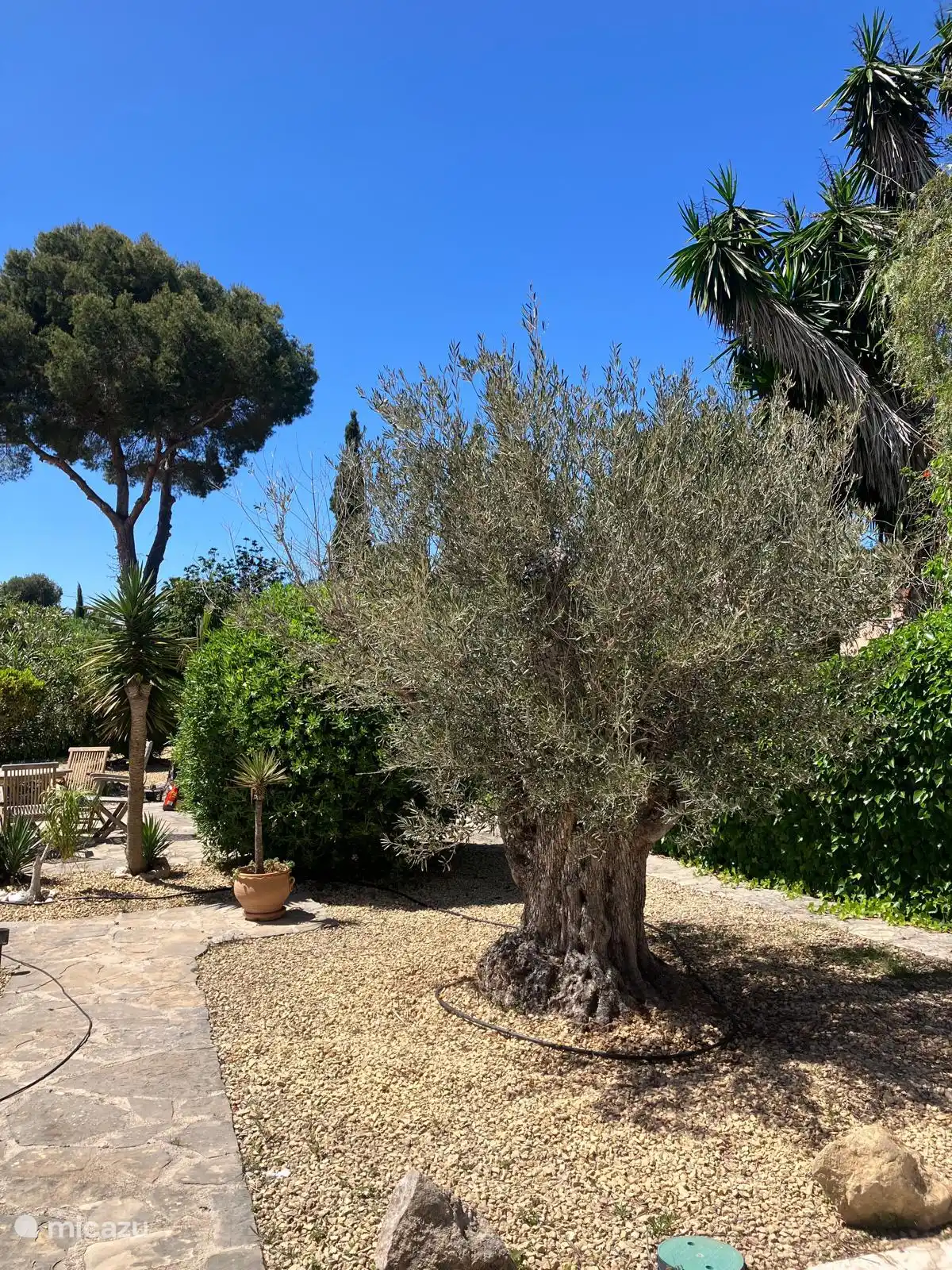 800 Jahre alter Olivenbaum