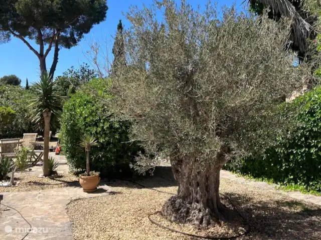 Villa Paradis | Espagne, Costa Blanca, Jávea - villa Olivier de 800 ans