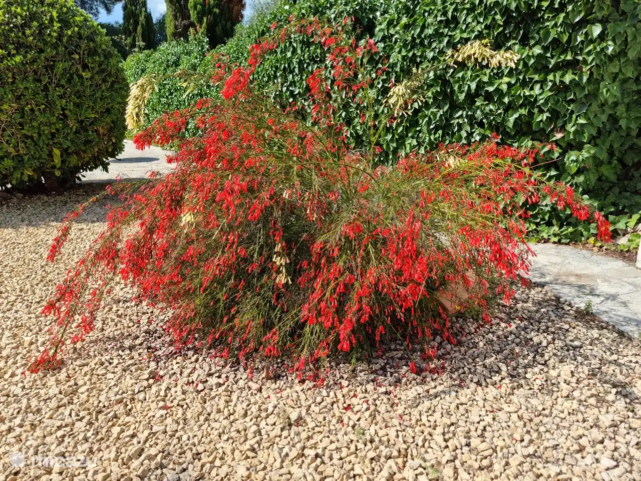 Wunderschöner mediterraner Garten