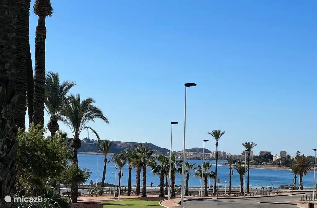 Belle vue sur le boulevard avec de beaux palmiers