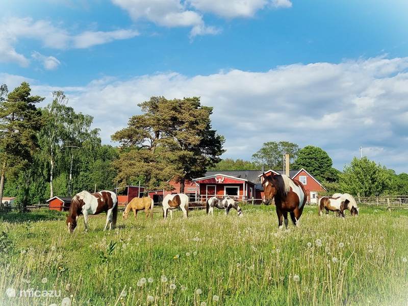 Vakantiehuis Zweden, Halland, Falkenburg Gîte / Cottage EddyLou Ranch:Billy Cabin