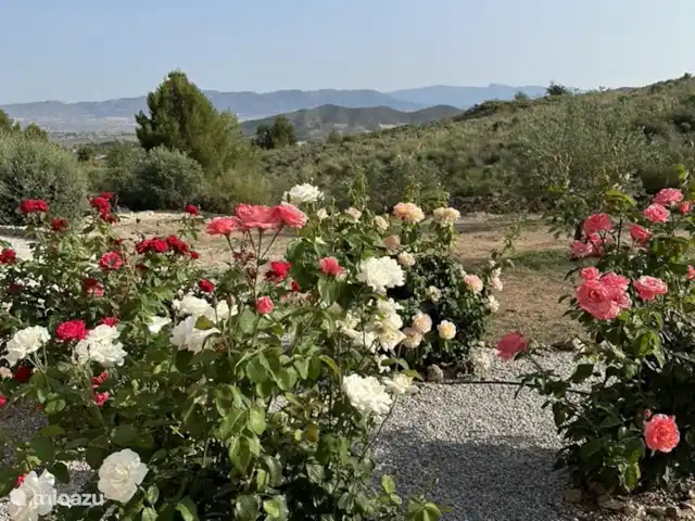Casa Los Olivos Vista - Chambre Lucio | Espagne, Costa Cálida, Aguilas - chambres d'hôtes Roseraie