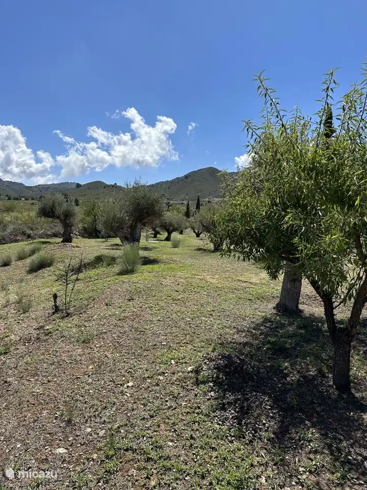 Unsere alten Olivenbäume, herrlich zum Spazierengehen.