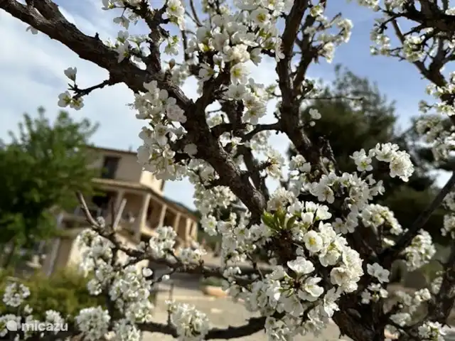 Casa Los Olivos Vista - Chambre Lucio | Espagne, Costa Cálida, Aguilas - chambres d'hôtes L'amandier en fleur.