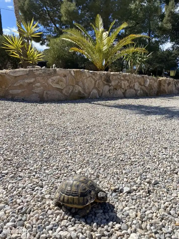 Schildkröten kommen auf unserem Grundstück häufig vor.