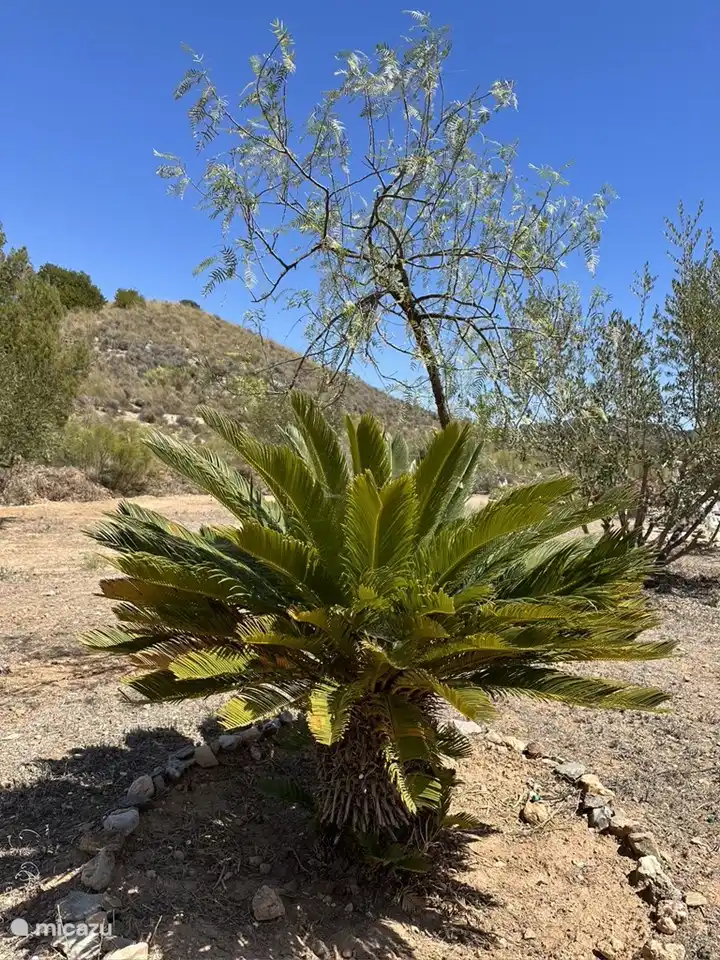 Wir haben auf dem Grundstück Palmen, große und kleine.