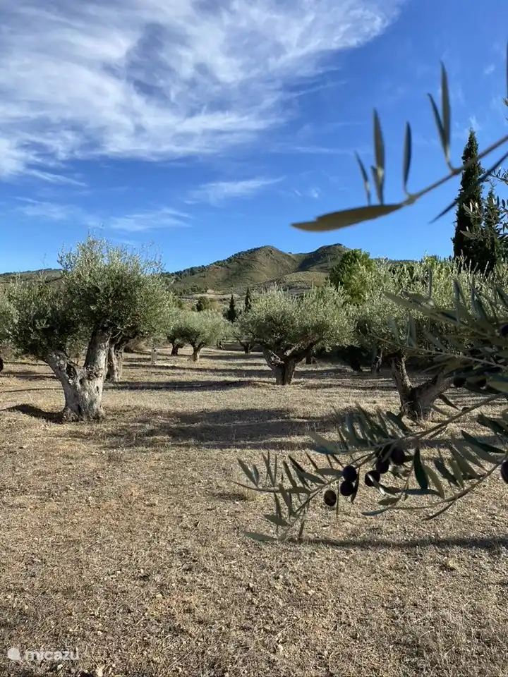 Die alten Olivenbäume.