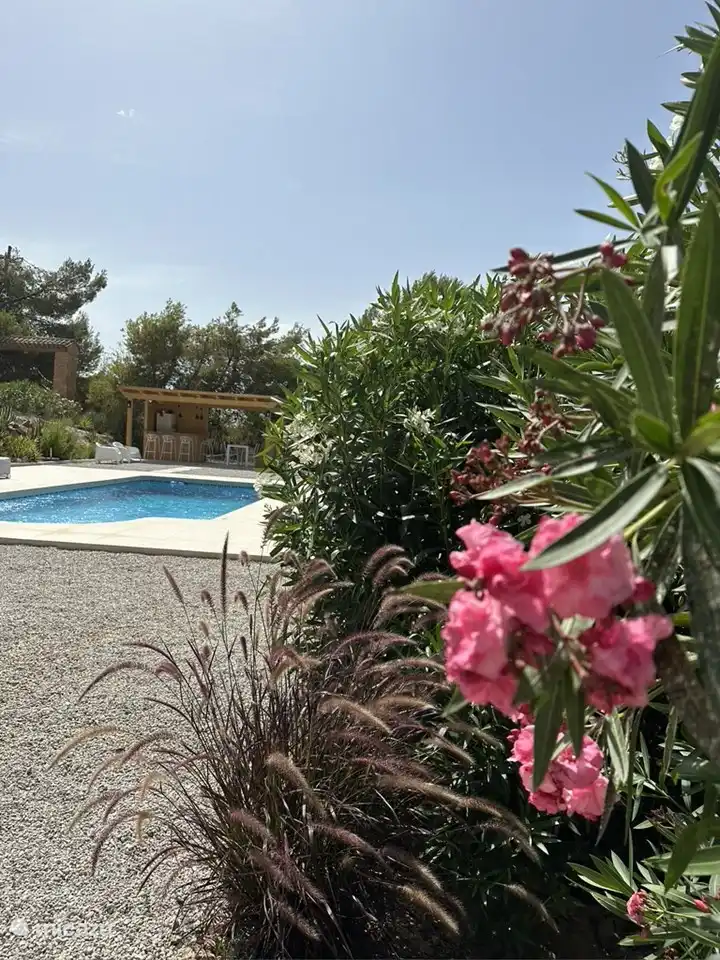 Blühender Oleander.