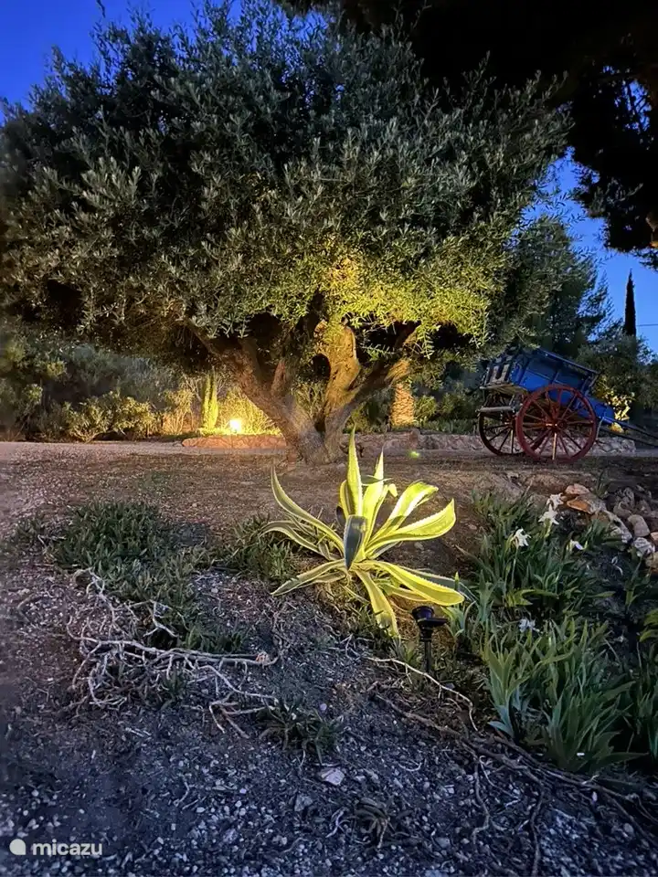 Stimmungsvolle Beleuchtung im Garten.