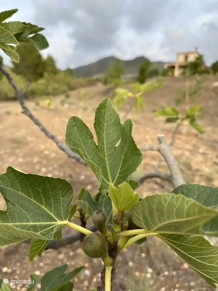 Feigenbaum mit dem Haus im Hintergrund.