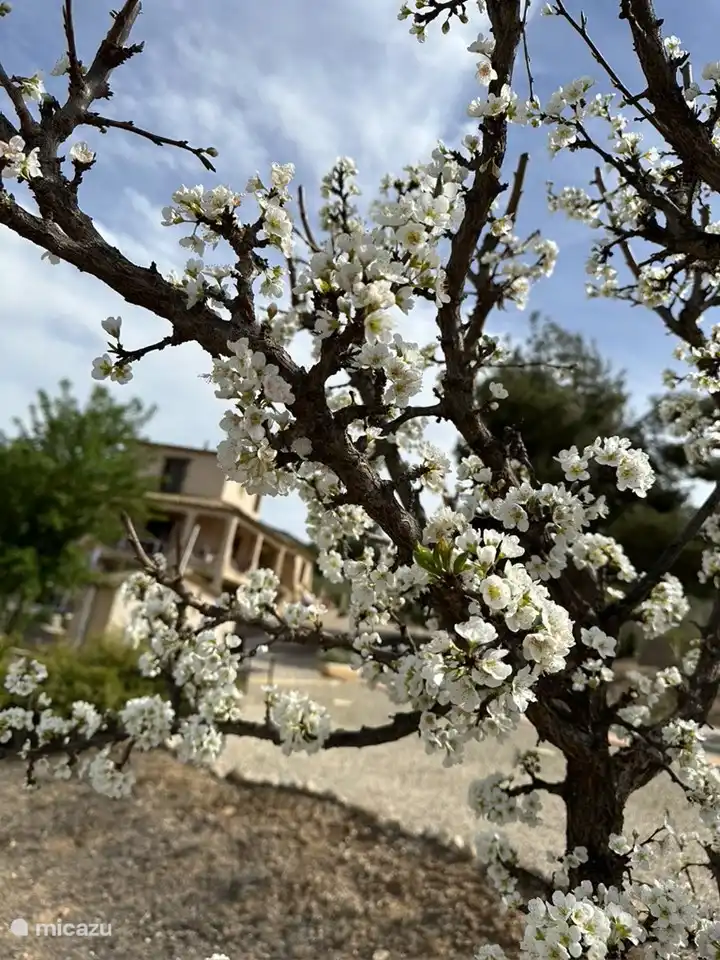 Der blühende Mandelbaum.