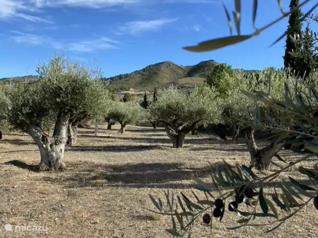 Casa Los Olivos Vista - App. Picual | Espagne, Costa Cálida, Aguilas - appartement Les vieux oliviers.