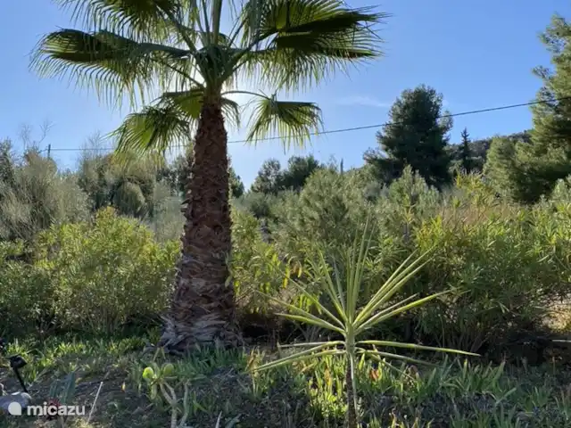 Casa Los Olivos Vista - App. Picual | Espagne, Costa Cálida, Aguilas - appartement Notre grand palmier.