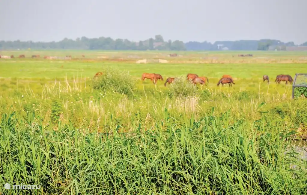 Beeld vanaf het terras - Grazende paarden op de Burd