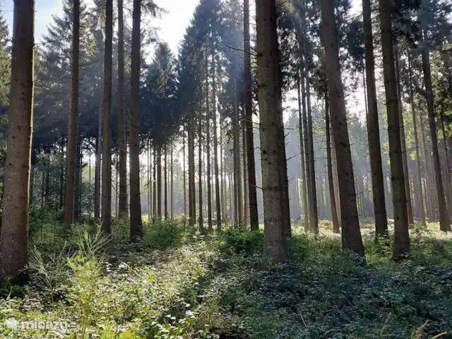 La Caverne | Belgique, Ardennes, Han-Sur-Lesse - maison de vacances Alentours