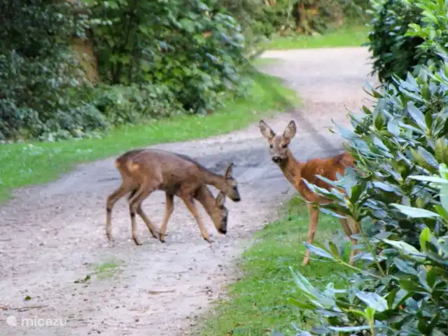 La mésange bleue | Pays-Bas, Overijssel, Ootmarsum - bungalow Mère cerf avec ses 2 veaux au parc
