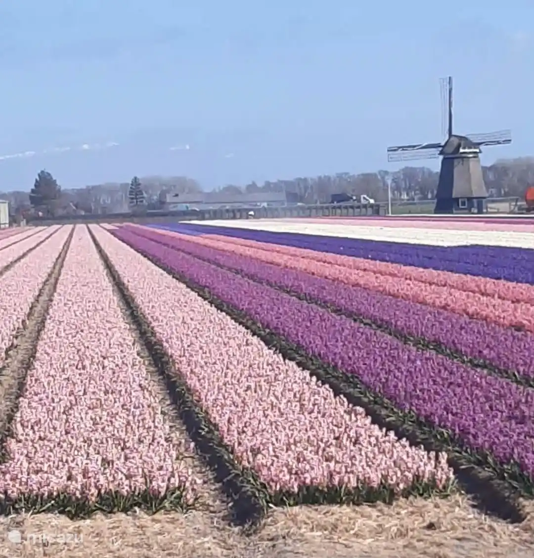 Tulpenfelder rund um Petten