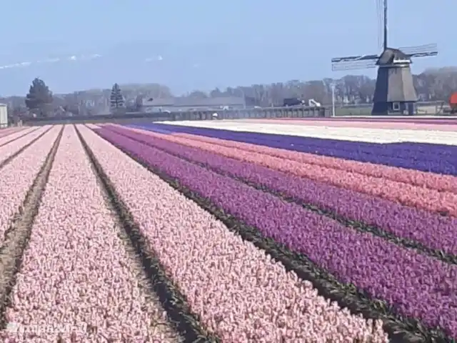 La brise marine | Pays-Bas, Hollande du Nord, Caps - maison de vacances Champs de tulipes autour de Petten
