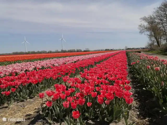 La brise marine | Pays-Bas, Hollande du Nord, Caps - maison de vacances Champs de bulbes à fleurs