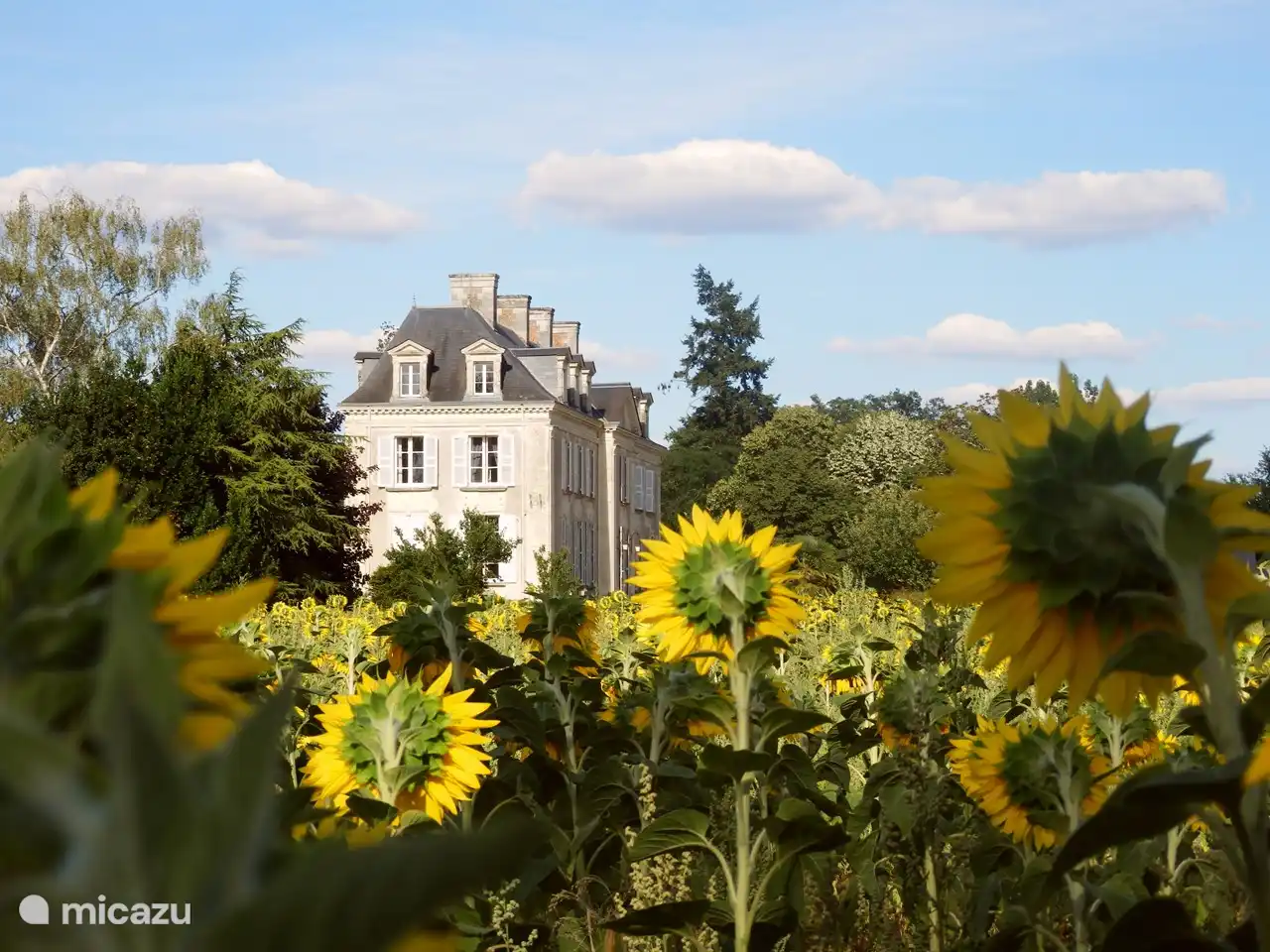 Chateau la Mothaye in the sunflower fields