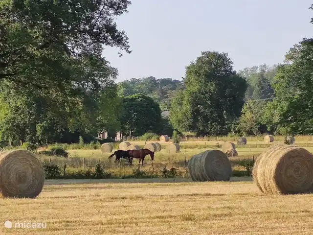 Le Petit Verger - Château la Mothaye | France, Loire, Brion - gîte / cottage Le domaine (35ha)