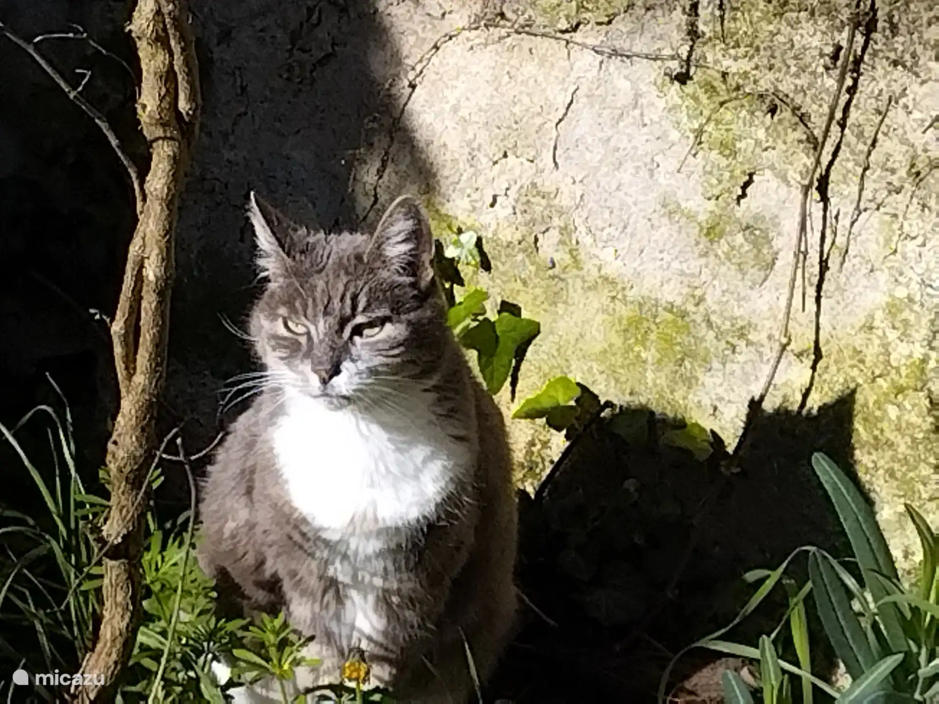 ANIMAUX DOMESTIQUE
