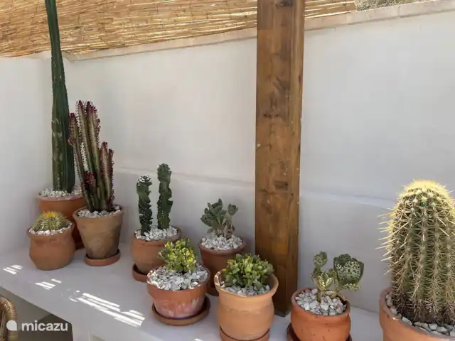 Casa de Verano huren in Spanje, Costa Blanca, Busot - bungalow de cactus muur....