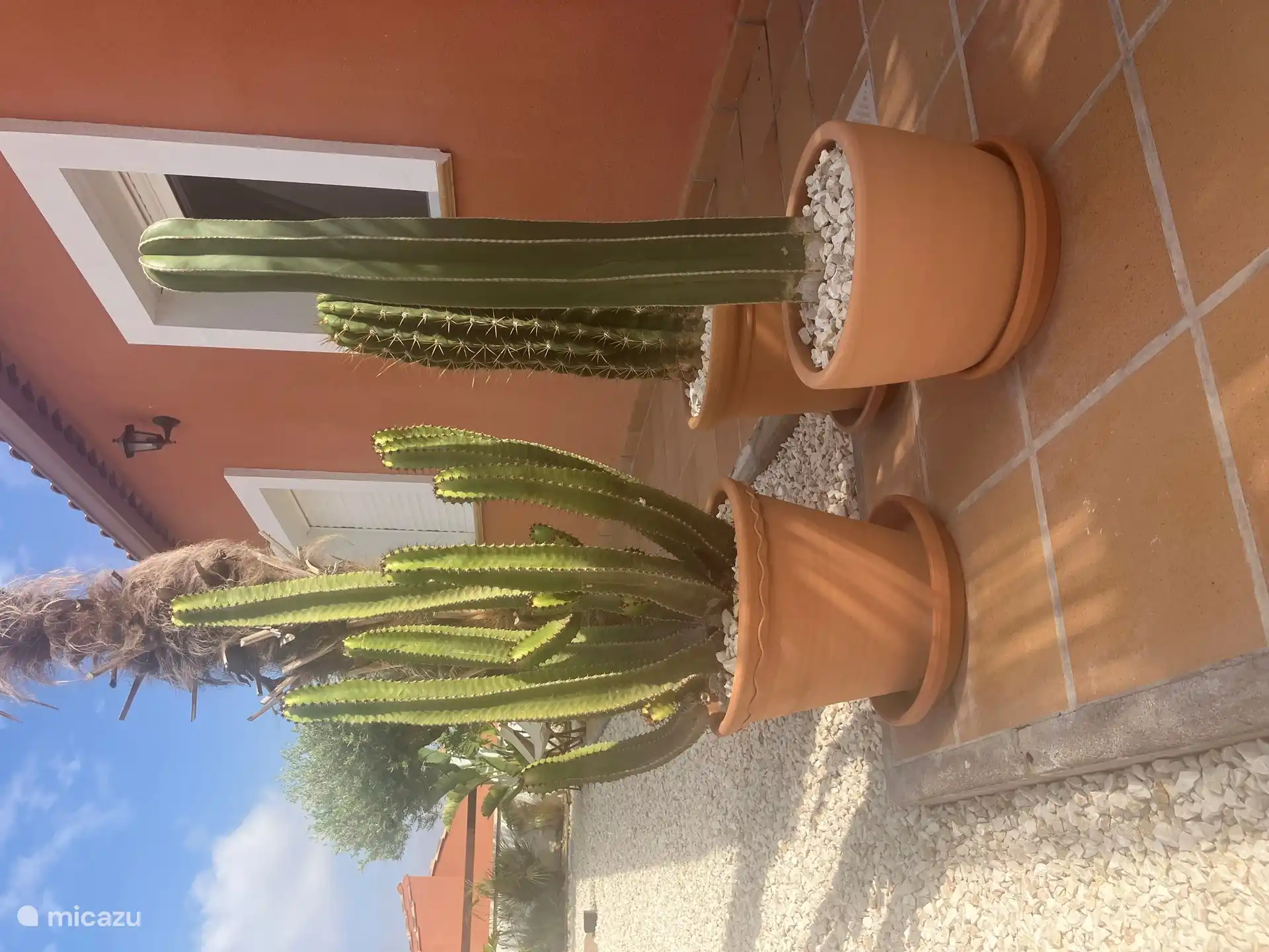 Große Töpfe mit Kakteen runden das Ambiente ab.