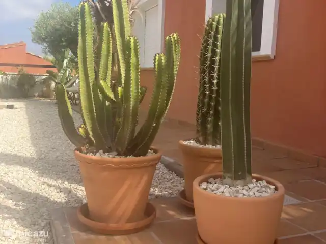 Casa de Verano huren in Spanje, Costa Blanca, Busot - bungalow Grote potten met cactussen maken het sfeertje compleet.