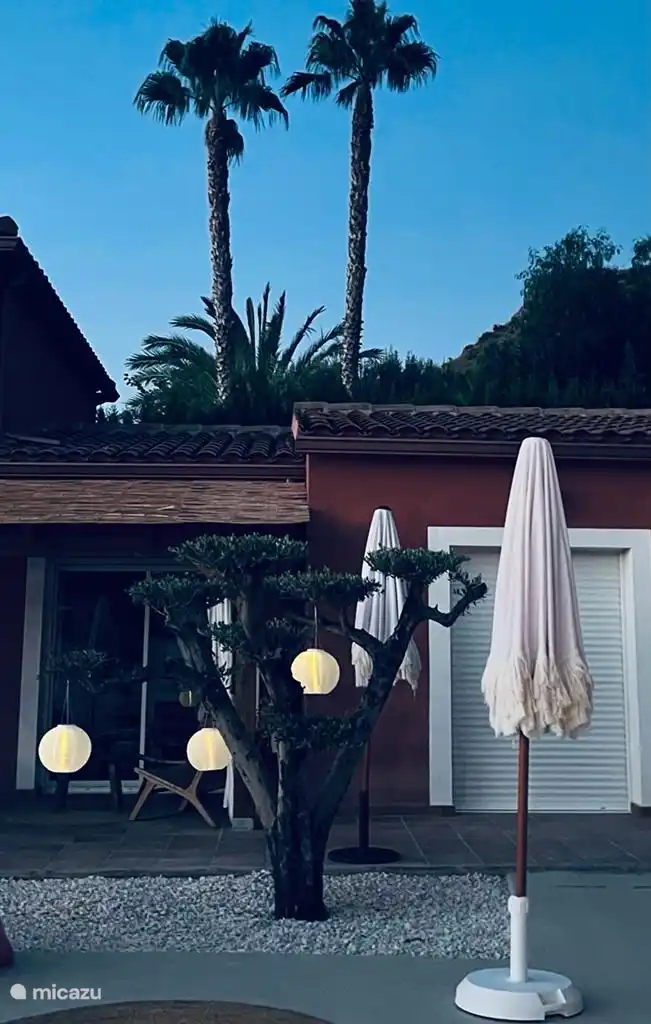 In unserem Garten gibt es 3 wunderschöne Olivenbäume, hier können Sie einen davon sehen.