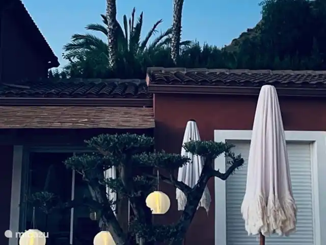 Casa de Verano huren in Spanje, Costa Blanca, Busot - bungalow In onze tuin staan 3 mooie olijfbomen, hier zie je er een van.